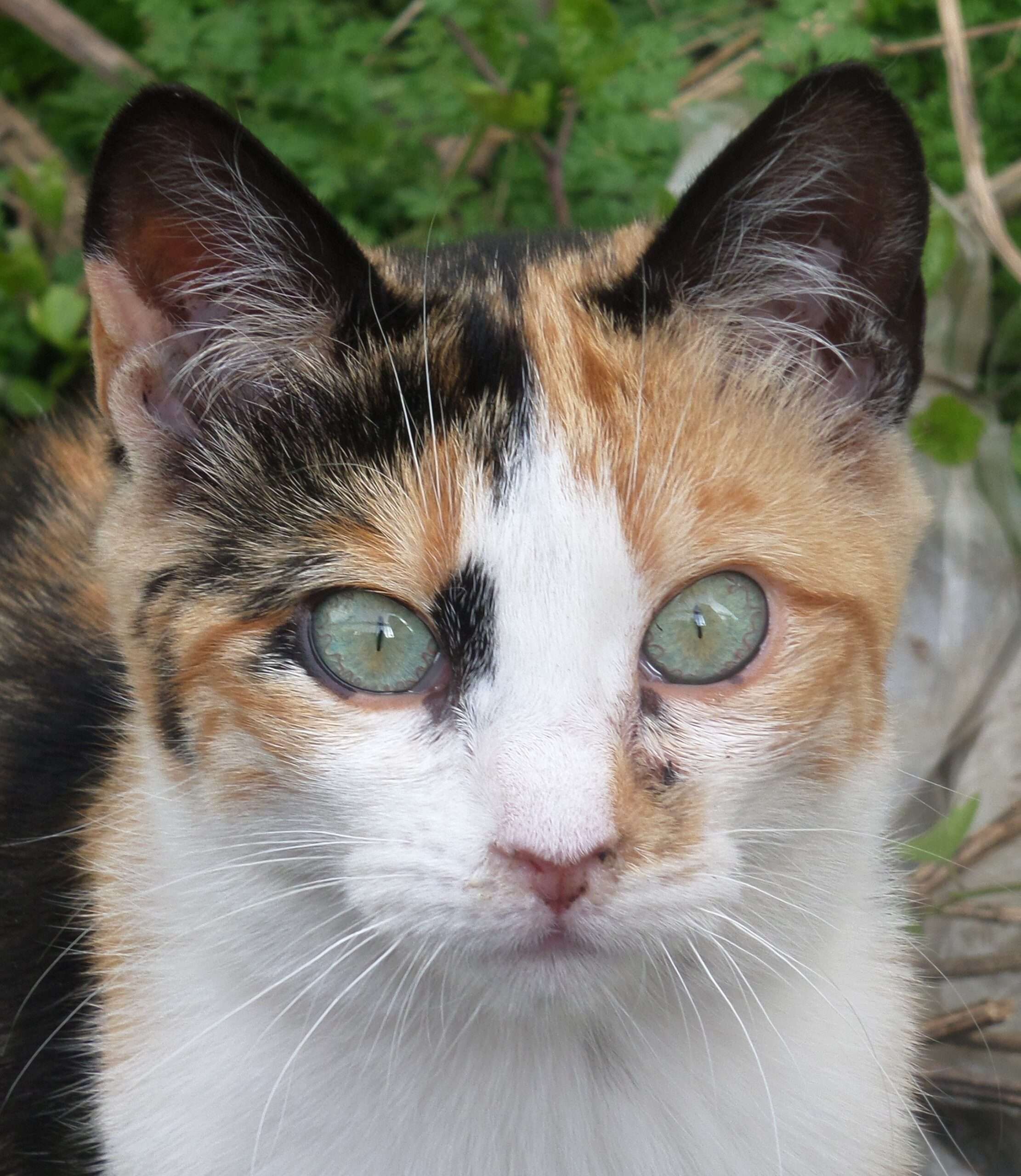Fauna Diversa
