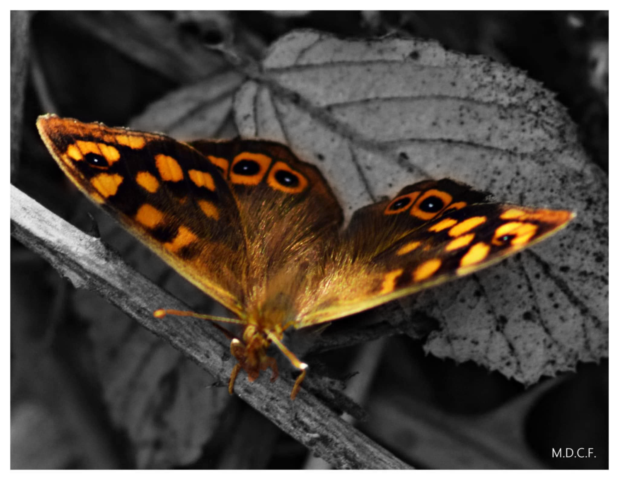 MARIPOSAS