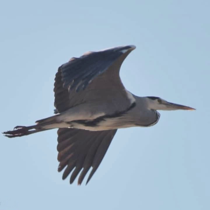 AVES