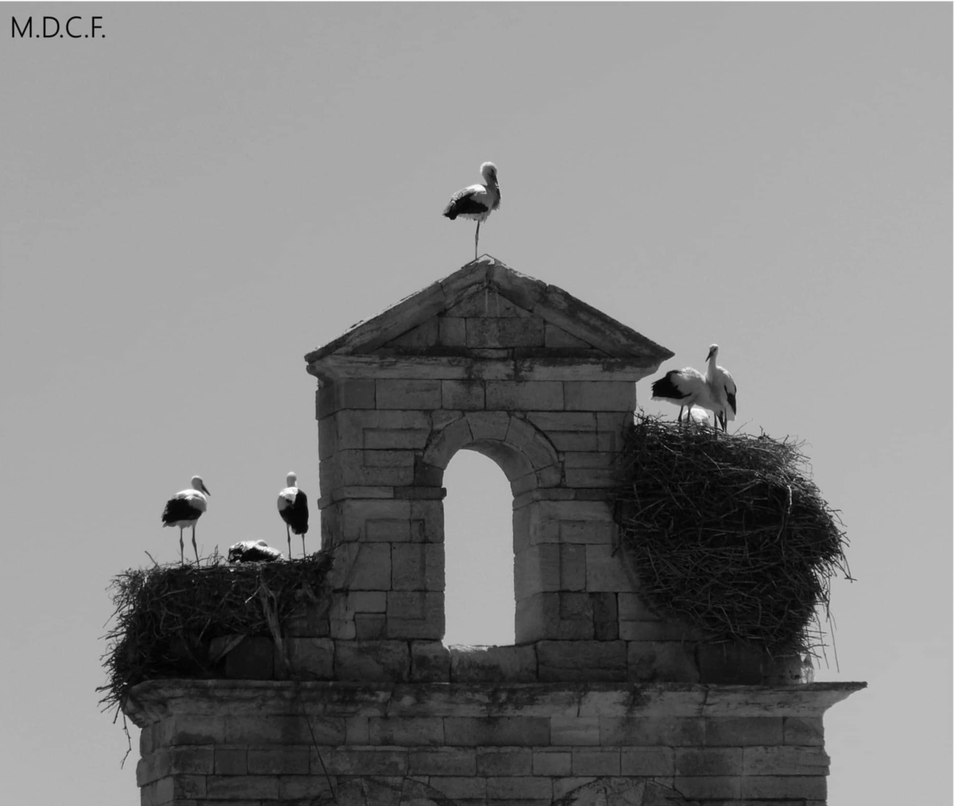 AVES