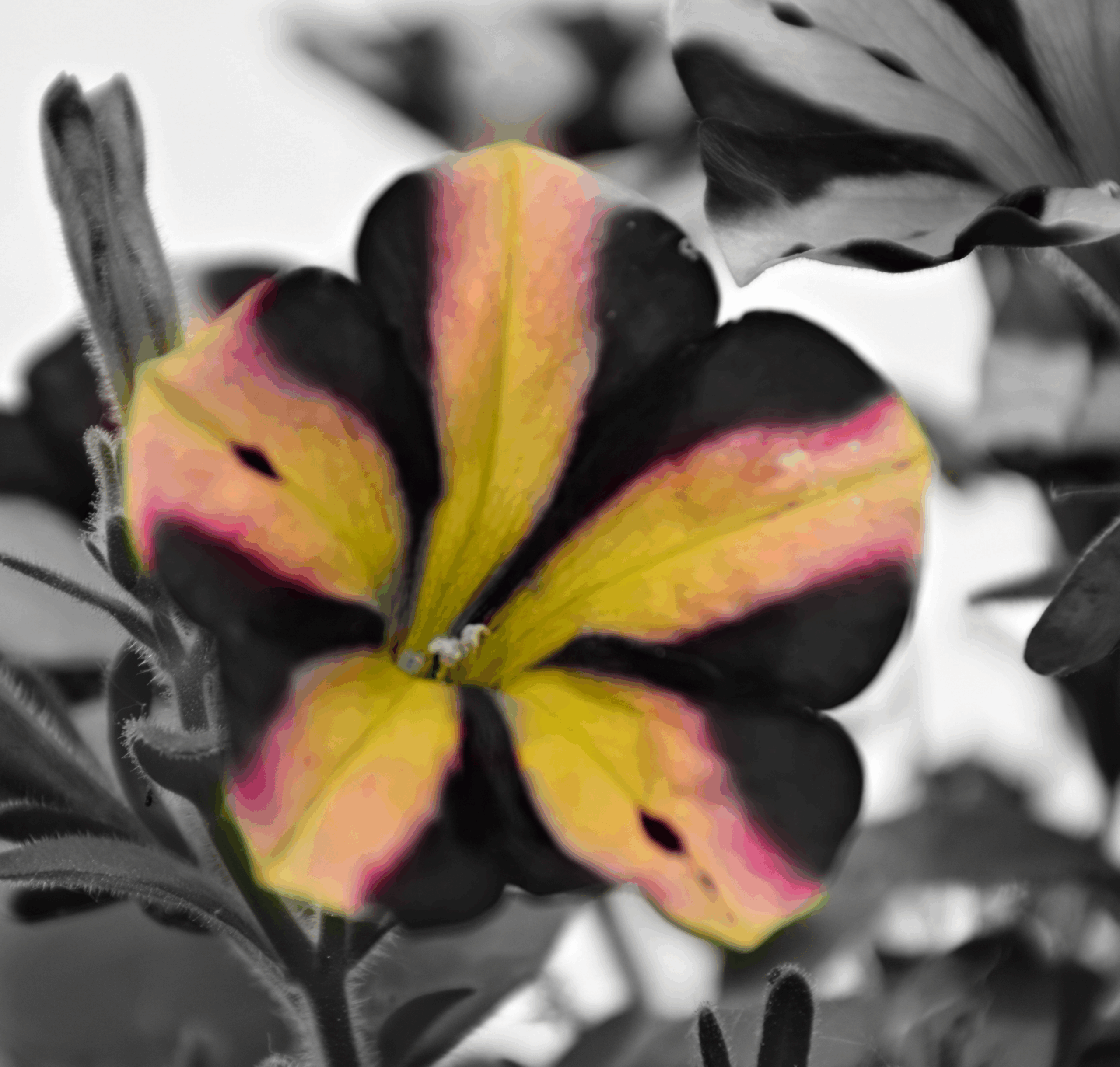 FLORES