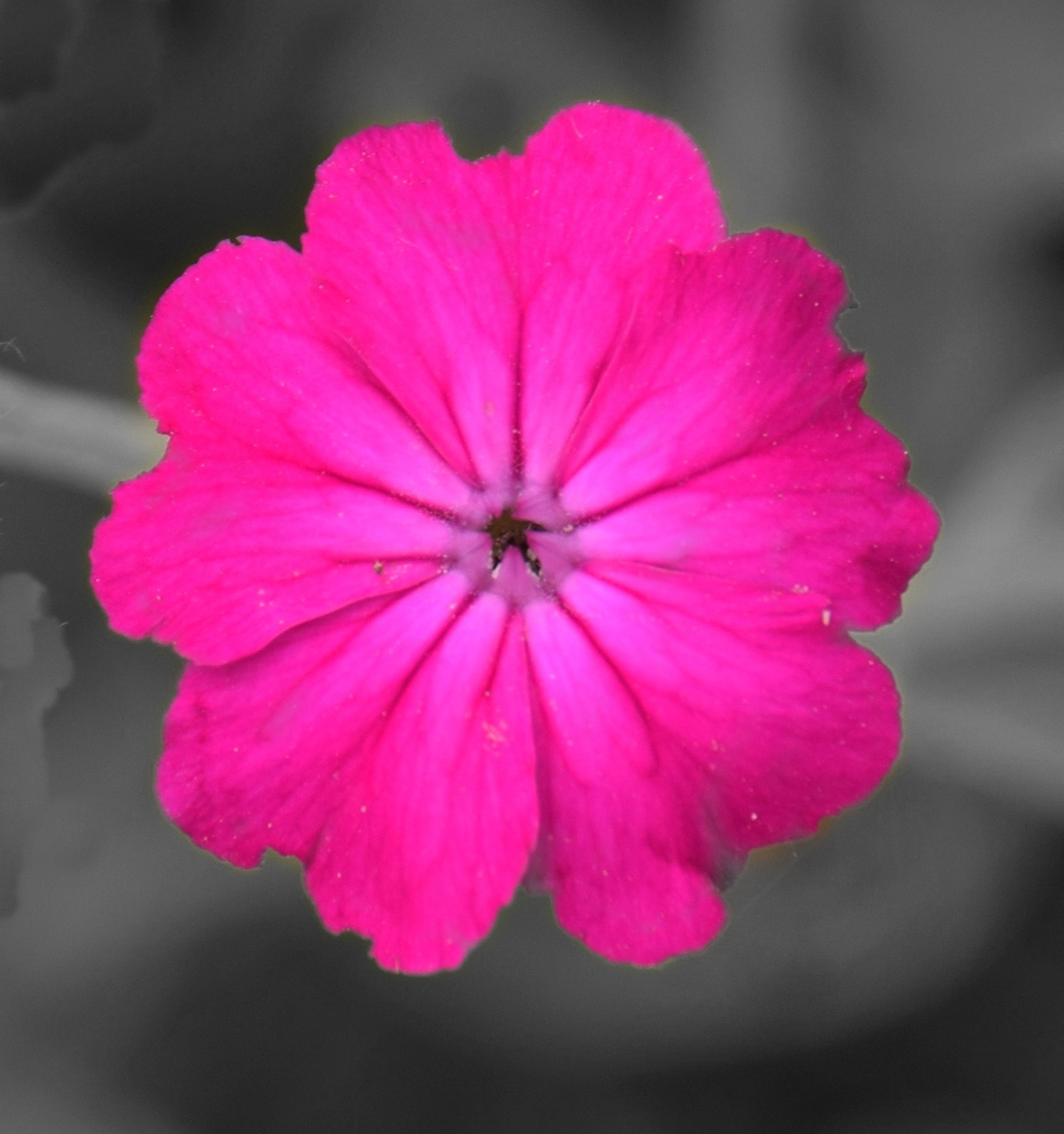 FLOR